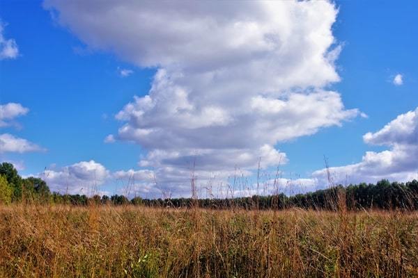 Corn field and blue sky in rural Central Illinois
